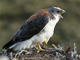 link to redbacked hawk